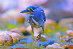 意甲联赛缩写,全球足球的璀璨明珠意甲联赛缩写