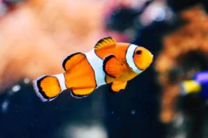 意甲联赛重组,一场改变足球格局的深刻变革意甲联赛重组